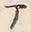 “ア”字