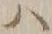 字ハ