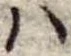 𛂞の位置