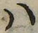 Đã định vị 𛂞