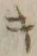 字キ