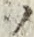 字ノ