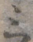 位置定マレル三