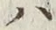 字ハ