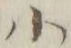 글자 小