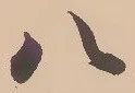 「八」字