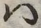 Đã định vị 𛂞