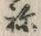 𡨸ね