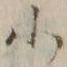 글자 小