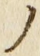 「ノ」字
