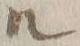 字ル