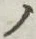 「ノ」字