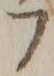 字フ