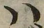 Đã định vị 𛂞