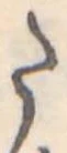 Đã định vị 𛁠