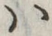 𛂞の位置