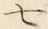 “七”字