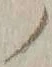 字ノ
