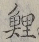 字鯉