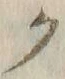 “ク”字