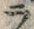 字ラ