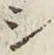 字シ