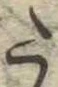 Đã định vị 𛁠