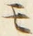 「モ」字
