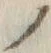 字ノ