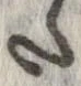 已定位𛁠