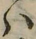 Đã định vị 𛂞