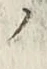 “ノ”字