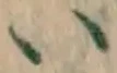 글자 い