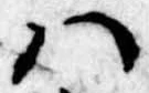 Đã định vị 𛂞