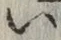 文字 い