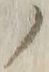 𡨸ノ