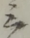 位置定マレル三
