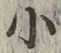 글자 小