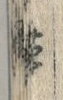 文字帯
