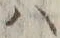 字ハ
