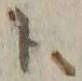 字ト