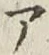 字ア