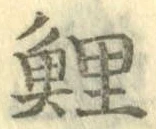 字鯉