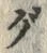 글자 グ
