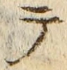 “テ”字