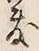 Chữ 敷