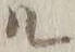 字ル
