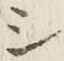 字シ