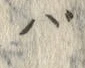 文字 バ