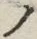 「ノ」字
